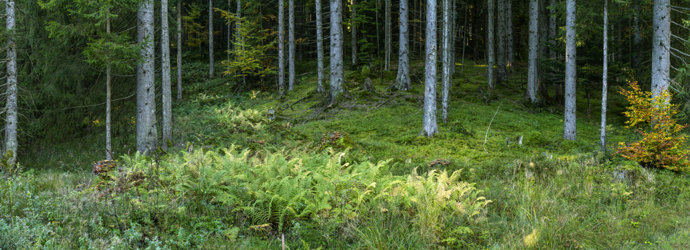 Preview Herbstwald-Herbstfarben_dER.jpg